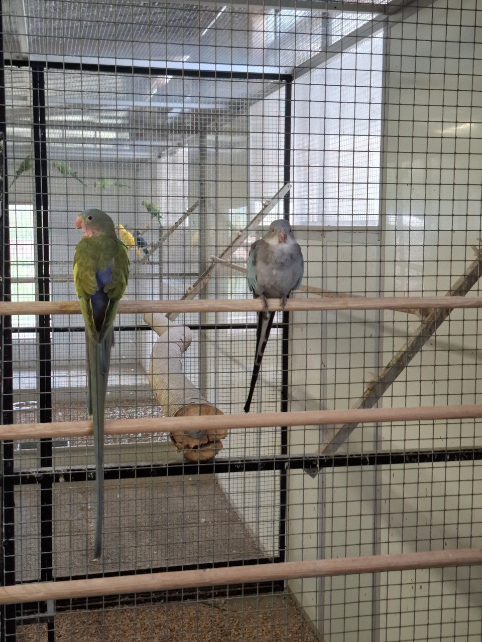 2 koppel princess of wales parkieten