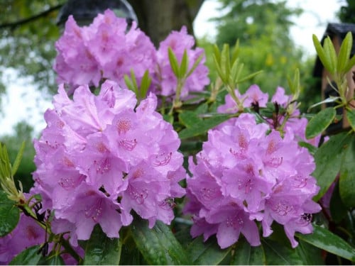 Forse Rhodondendron Ponticum struiken ca. 120 cm