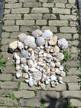 Schelpen en/of stenen