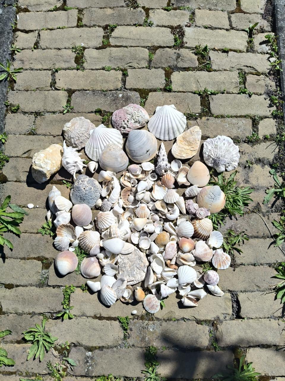 Schelpen en/of stenen