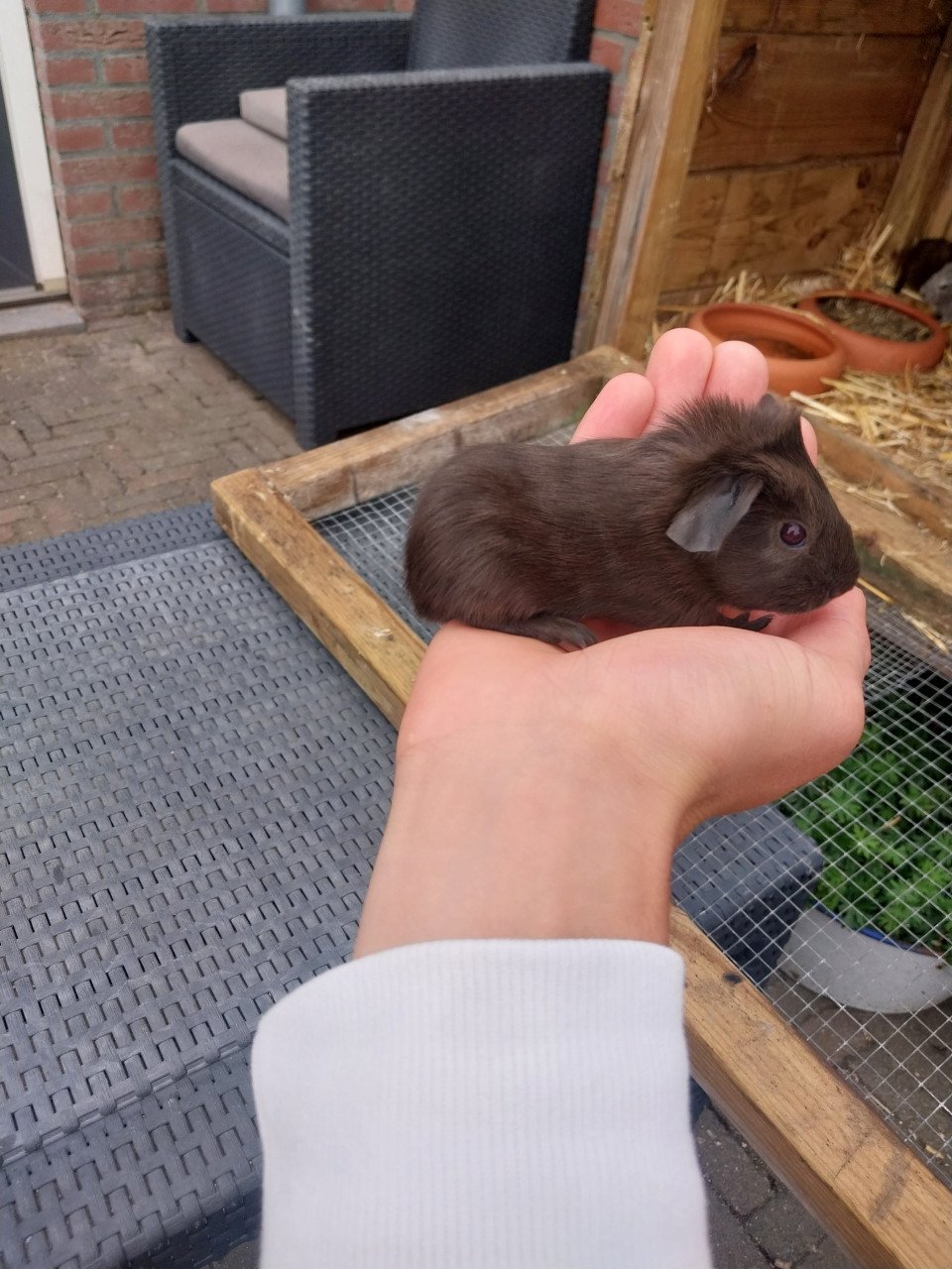 Cavia's mogen ook apart weg
