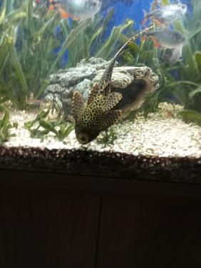 Algeneter plectomus