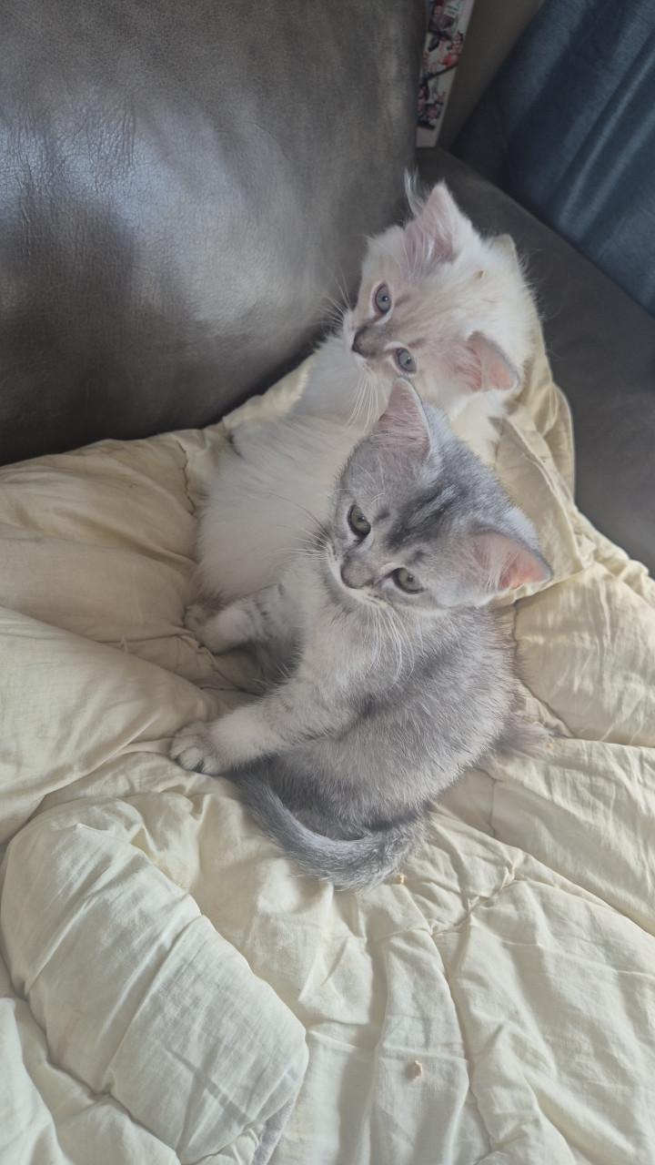 Briste korhaar kater black silver tabby ticked