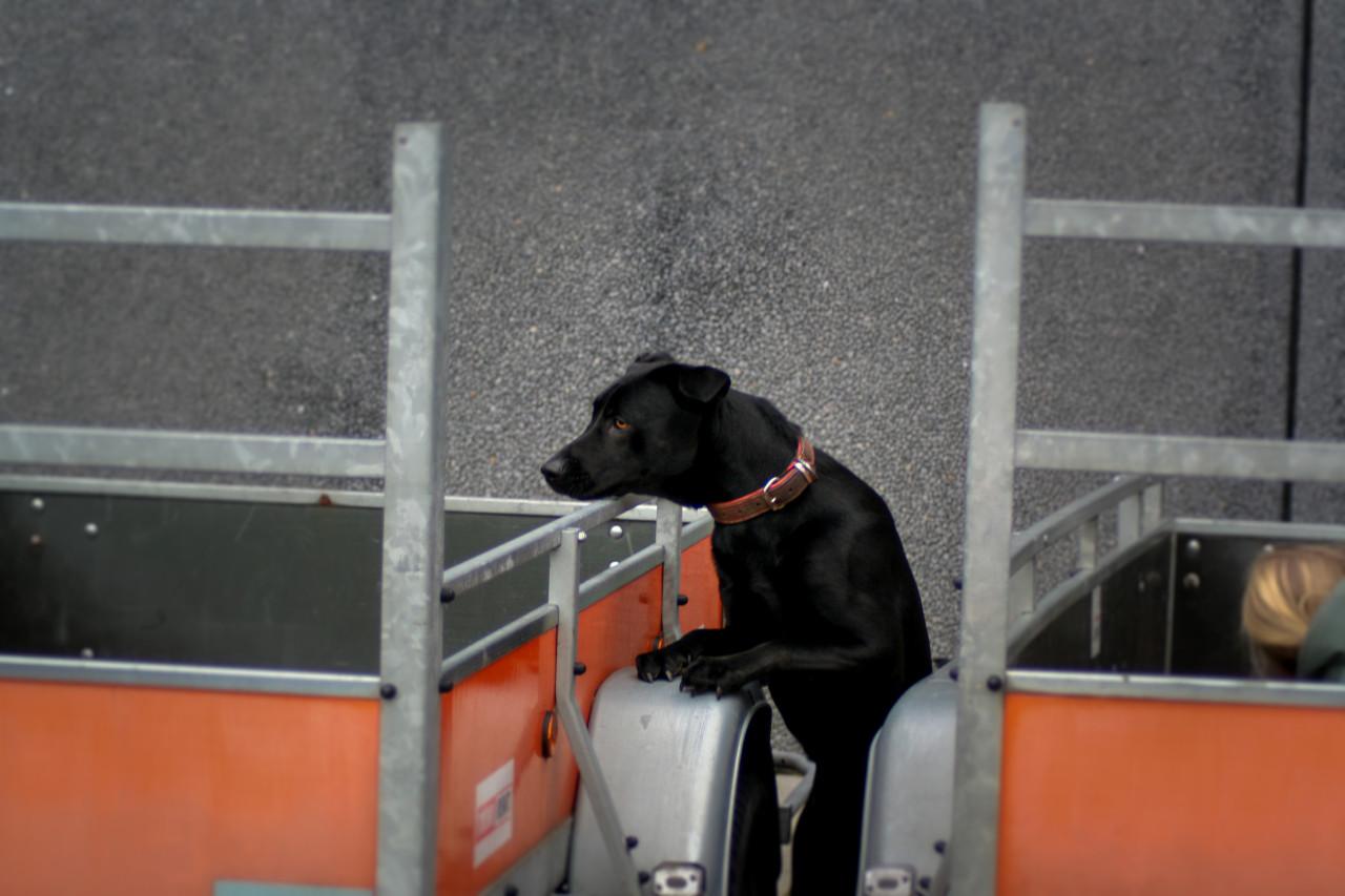 Reddingshonden training