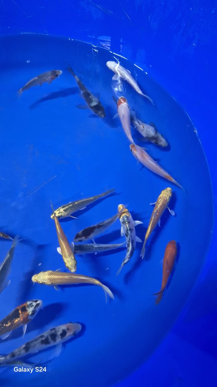Kleine koi
