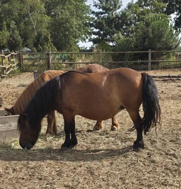 Shetland pony's