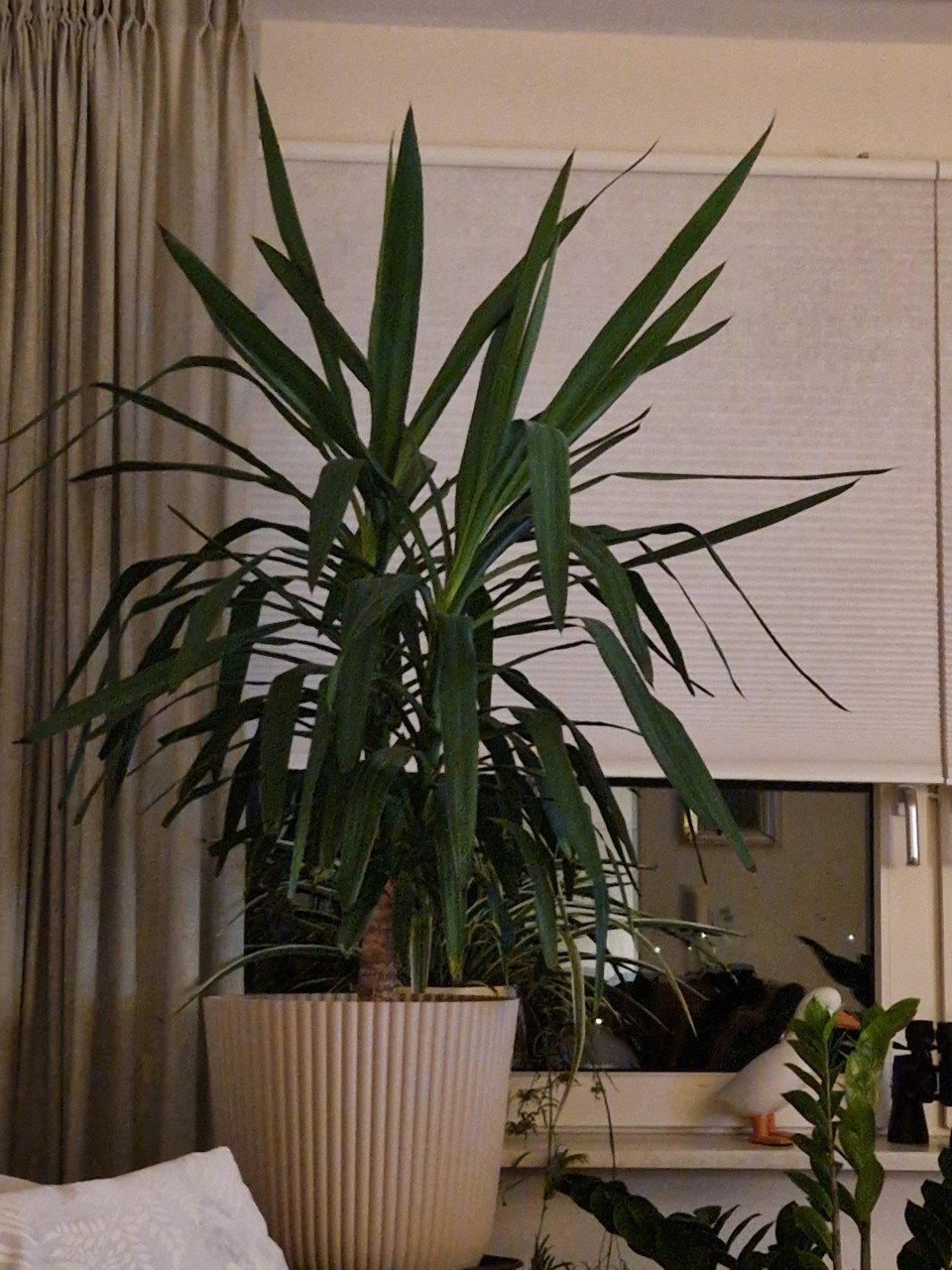 Yucca palm
