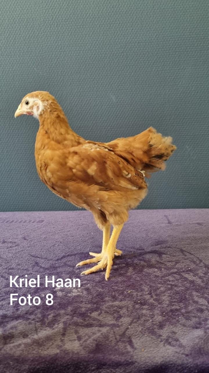 Kriel kuikens