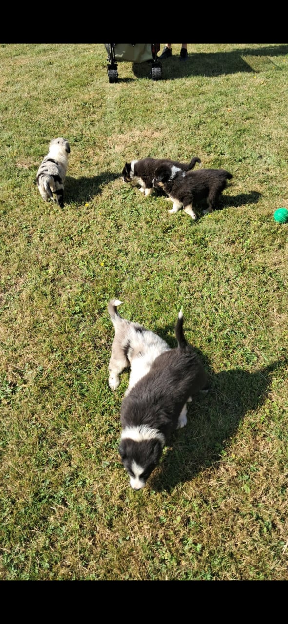 Australian Shepherd