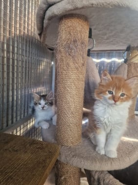 Te koop mooie Maine Coon katertjes