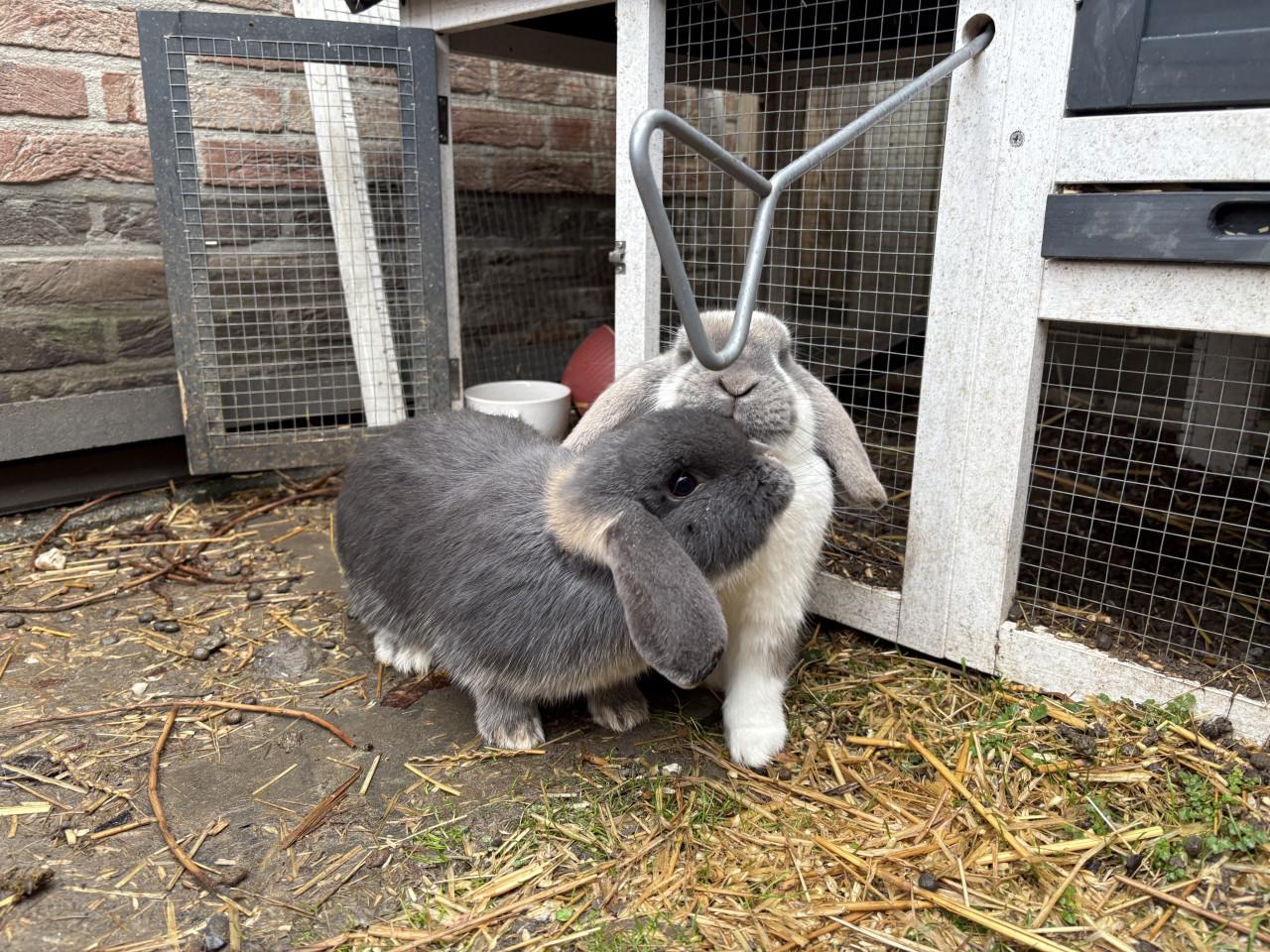 Lief geholpen koppeltje dwergkonijnen incl hok en toebehoren