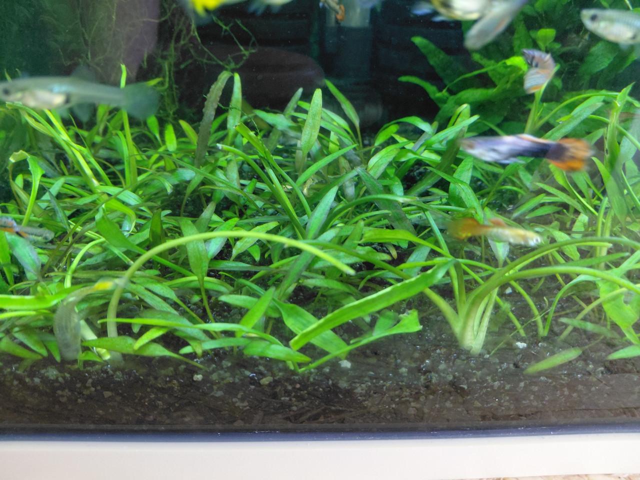 Aquarium planten