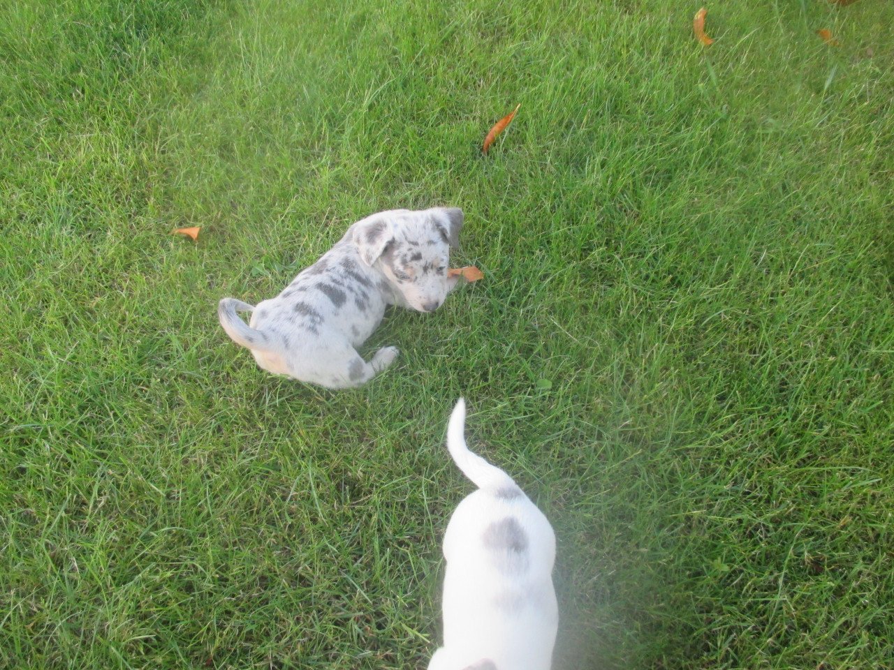 Prachtige jack russell pups