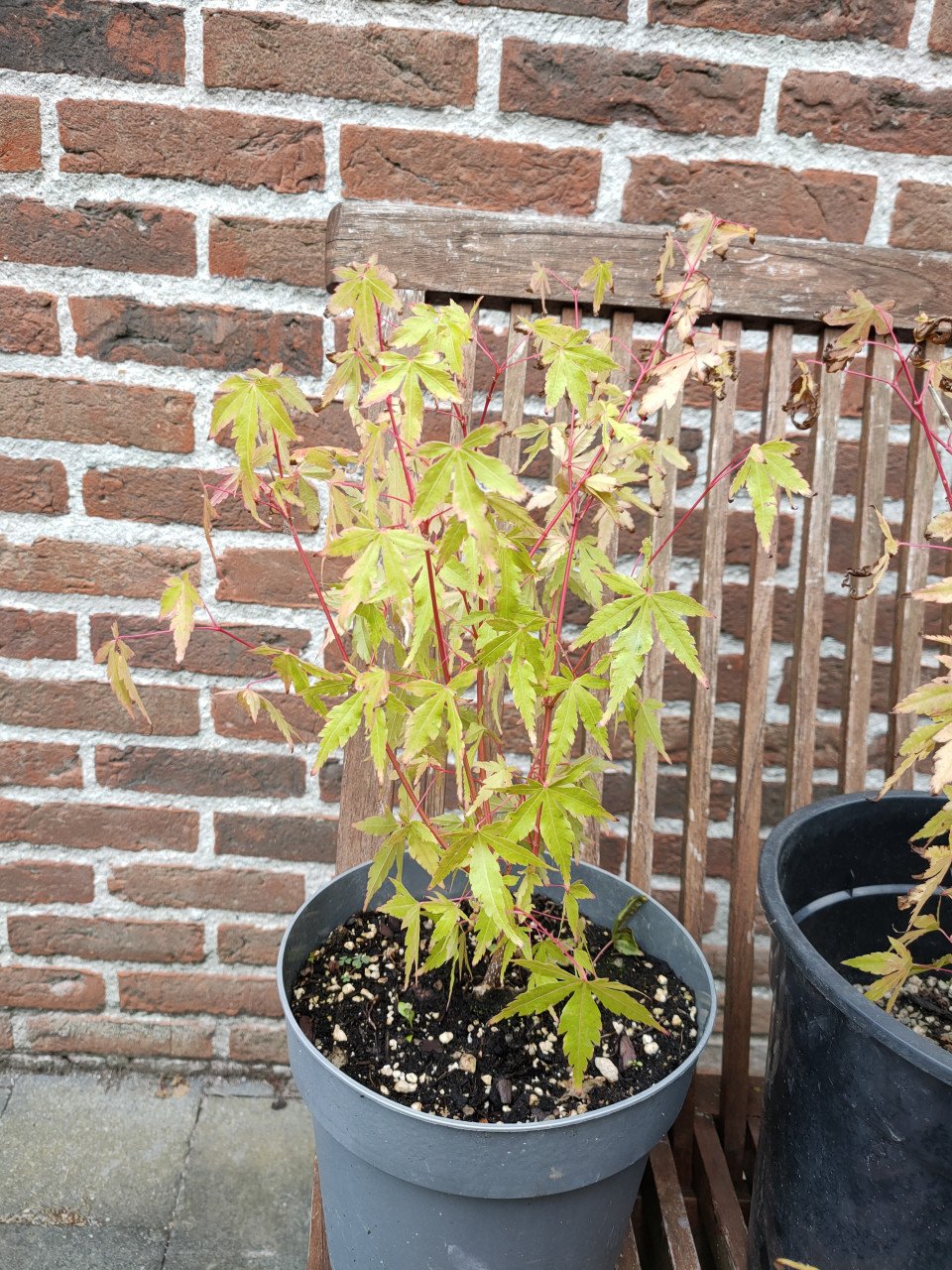 Japanse esdoorn, Acer palmatum boompjes