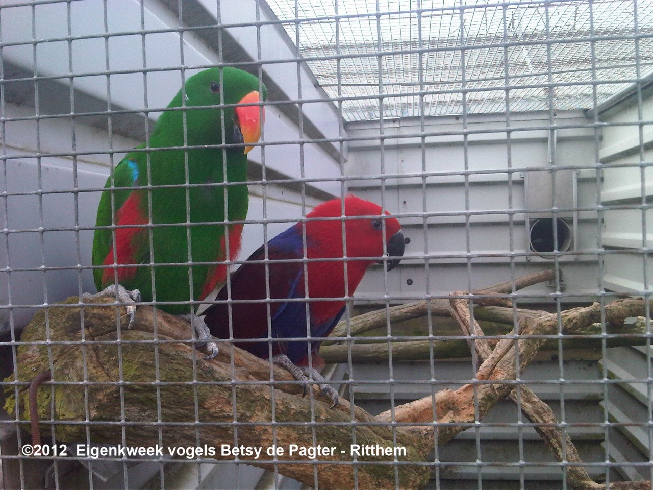 N>G> Edelpapegaaien eigen kweek vogels handtam en natuurkweek