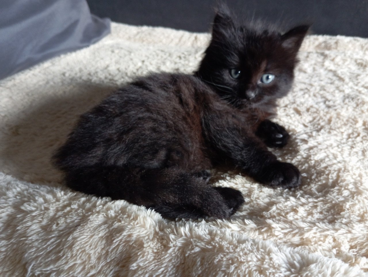 Kittens
