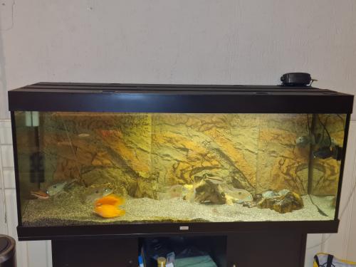 Juwel Rio 450 compleet