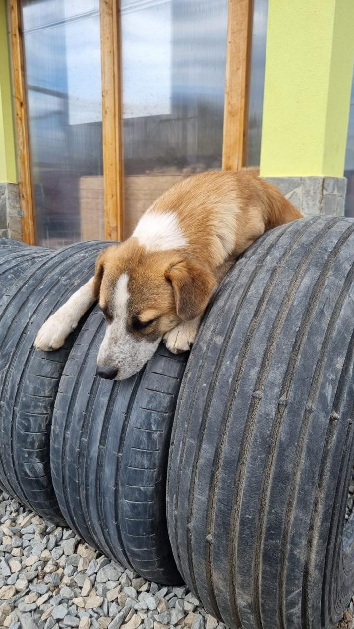 Hond zoekt baasje