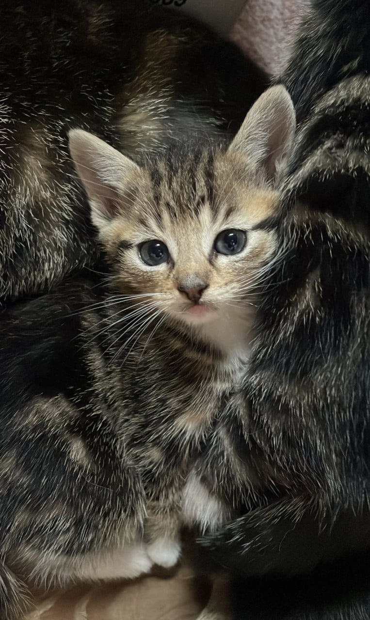 Kittens, alleen nog twee zwart/ witte beschikbaar)