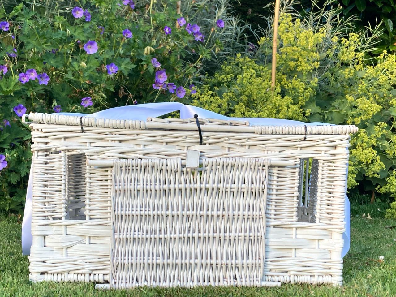 Witte duiven (bezorgen op locatie mogelijk)