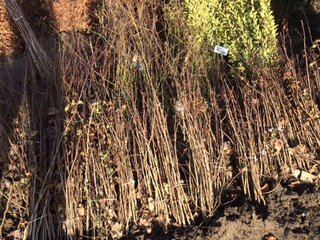 Natuurlijke beplanting/inheemse struiken