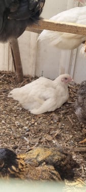 Hen kuikens 12 wkn
