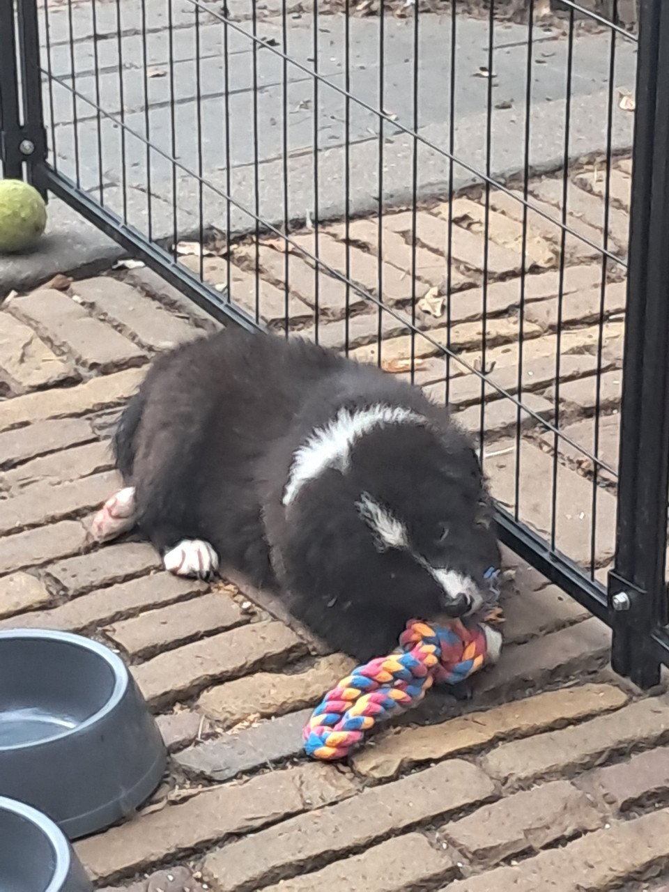 Australian Shepherd