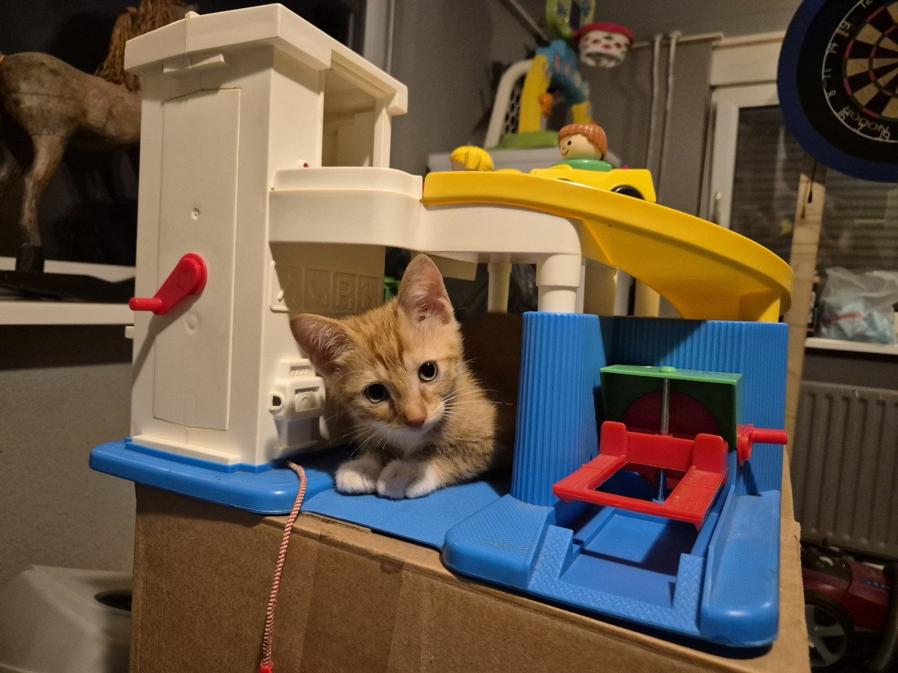 Twee rode kittens (poesjes)
