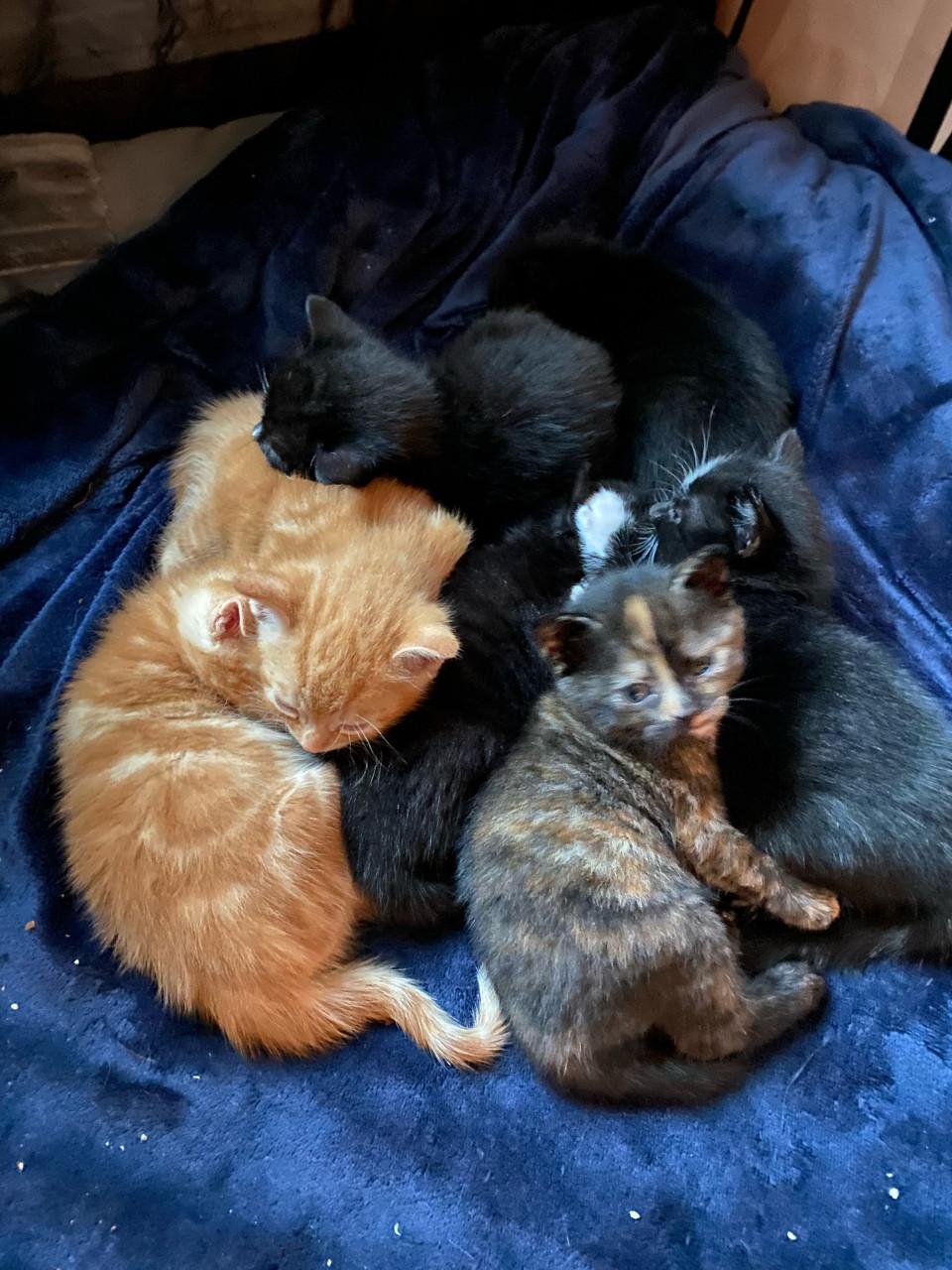 Gouden mandjes gezocht voor deze kittens