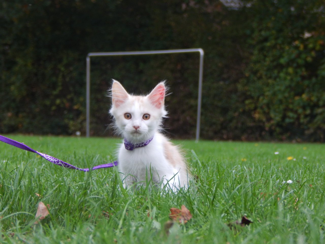 4 maine coon katertjes met stamboom