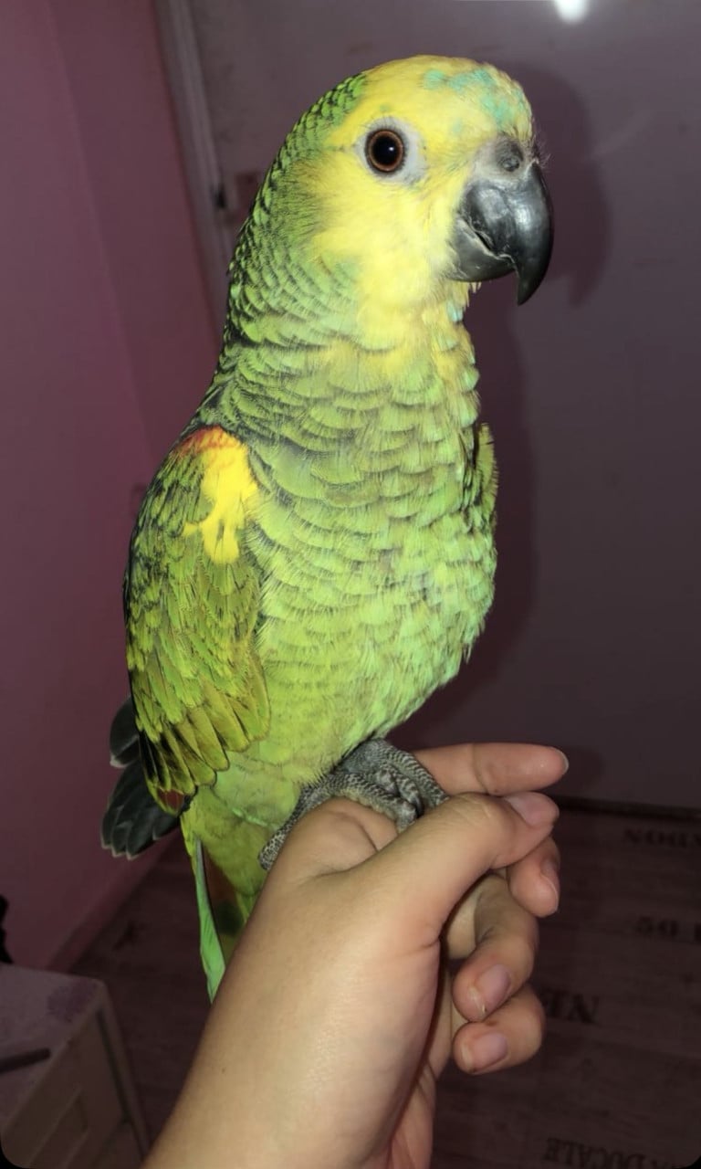 Blauwvoorhoofd Amazone