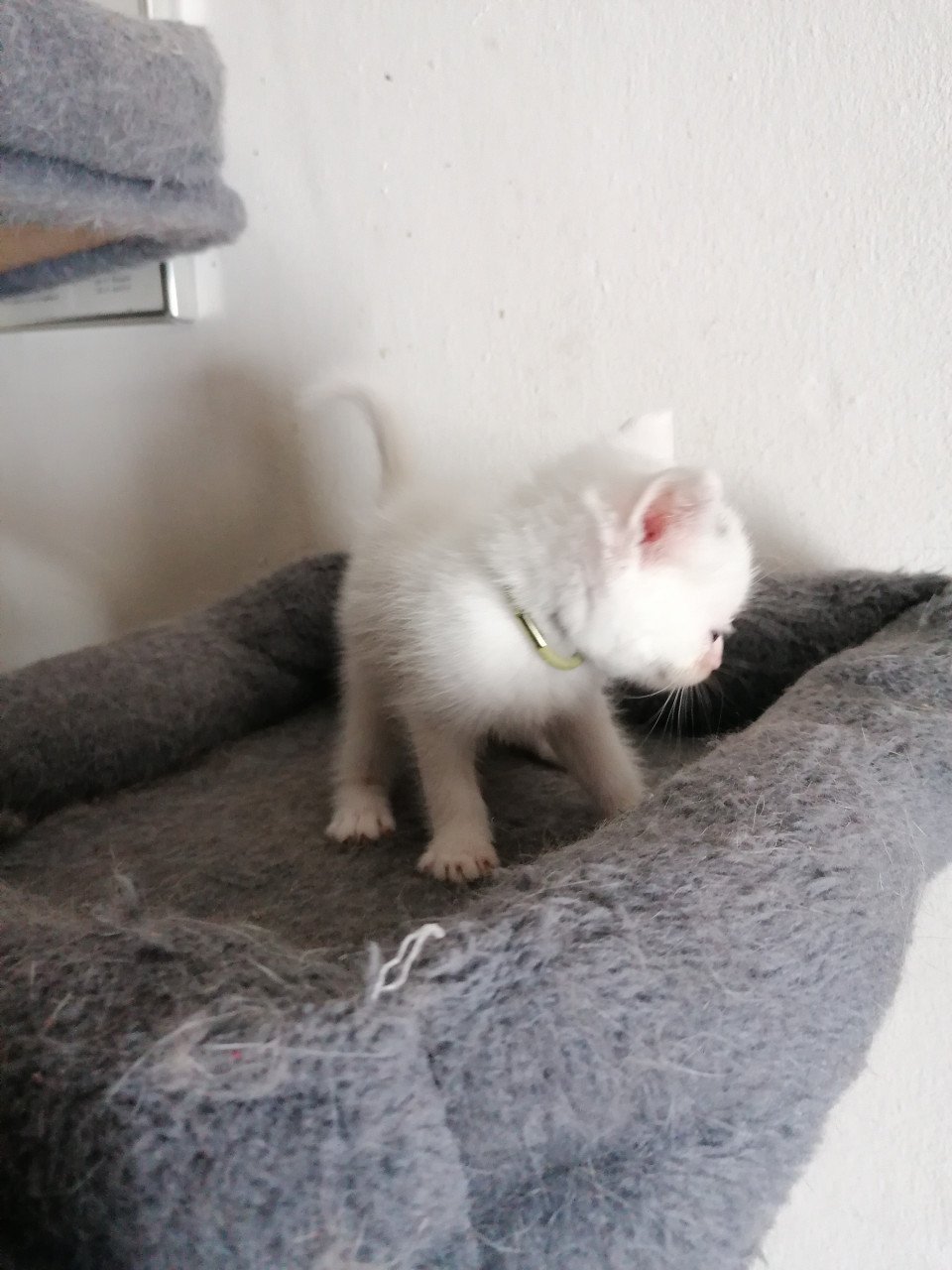 5 kittens