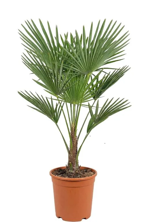 Chinese waaierpalm
