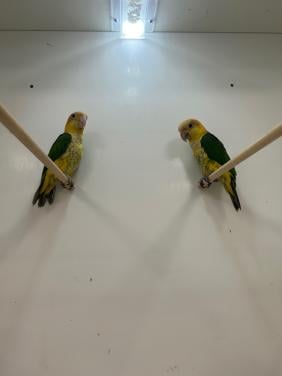 1-1 roestkop caique