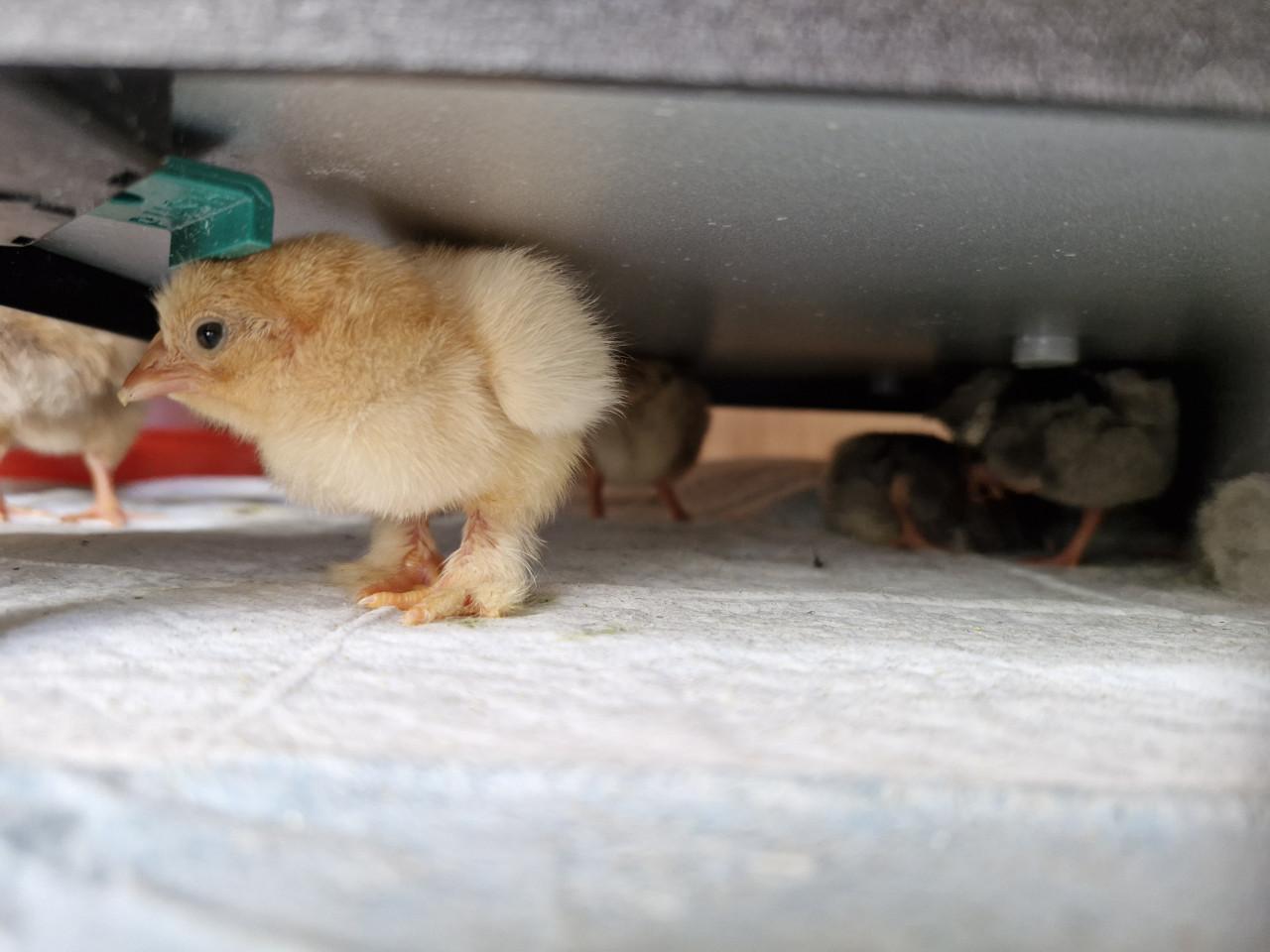 Cochin kriel Babyboom!