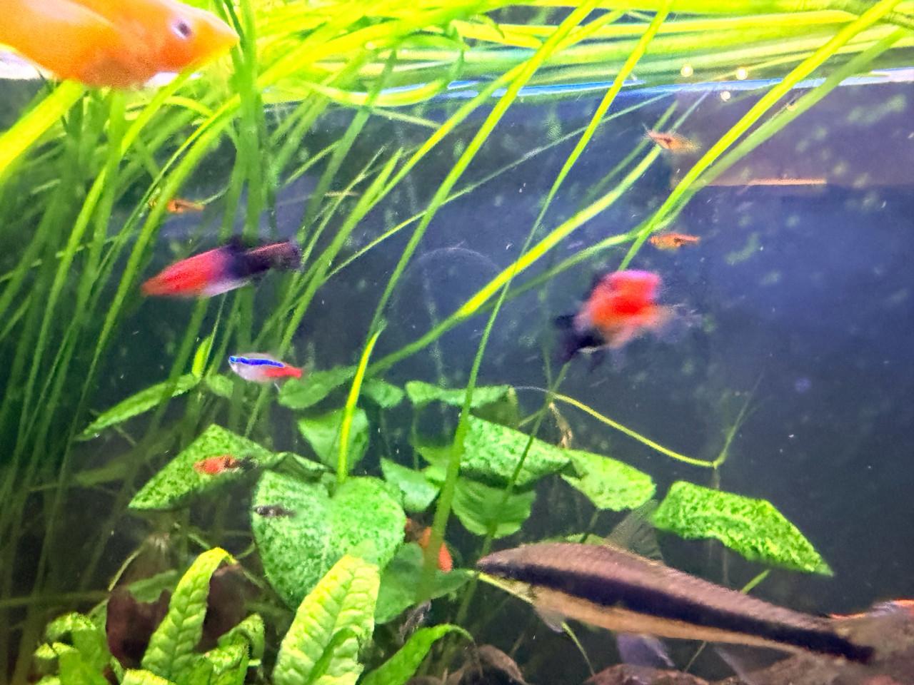 Zwaarddrager jonkies