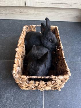 2 vrouwtjes konijnen