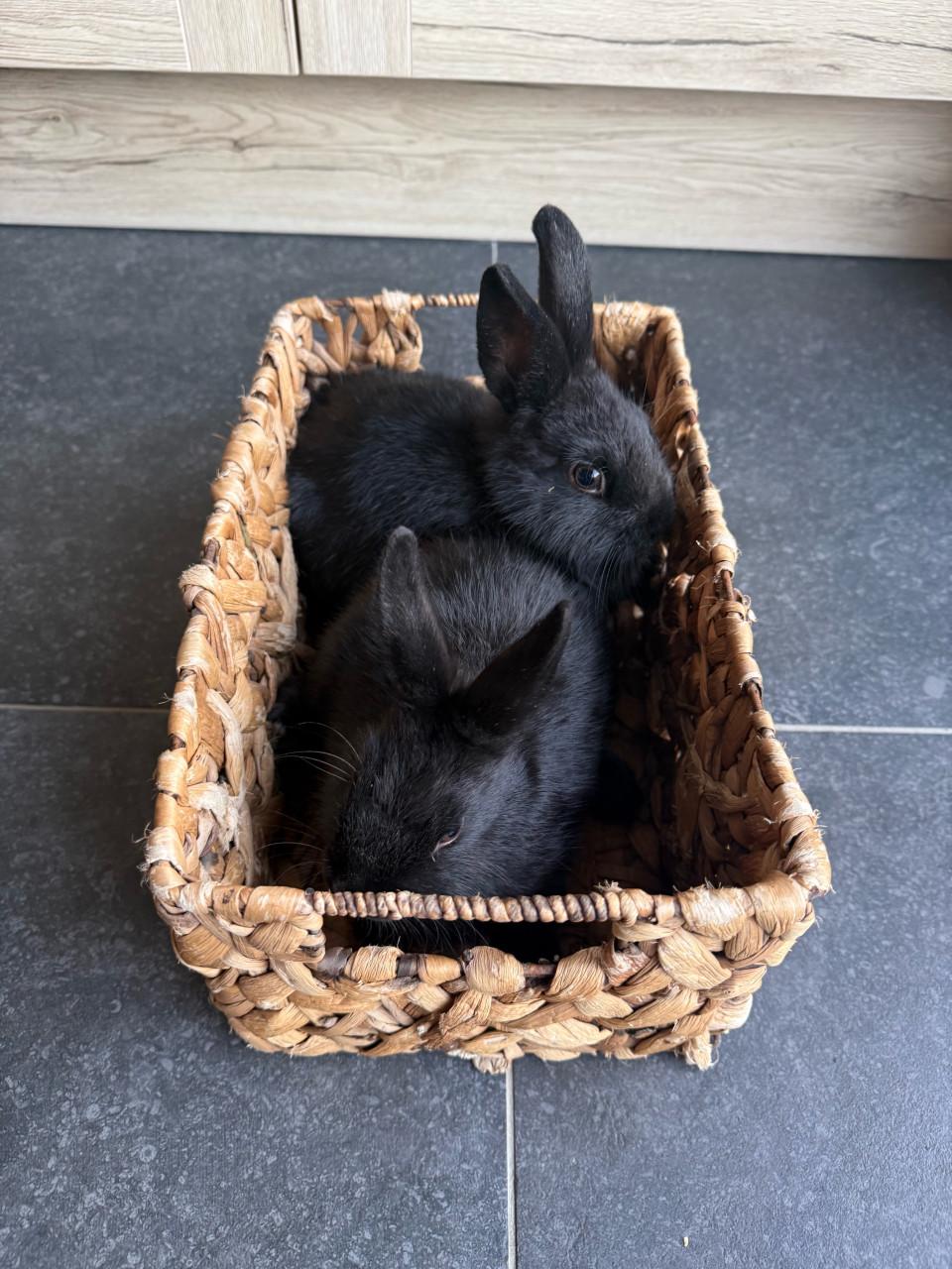 2 vrouwtjes konijnen