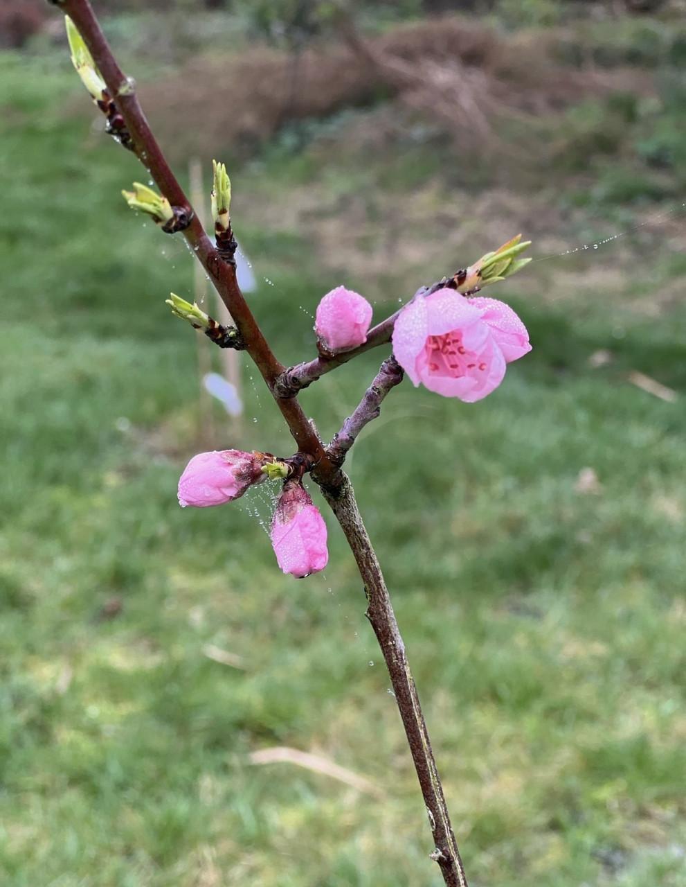 2 daagse cursus “Elke Tuin Eetbaar”