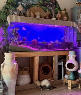 Aquarium tekoop 150m