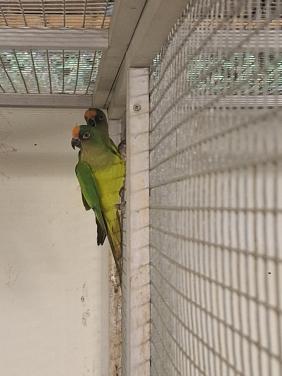 2 x Goudvoorhoofd aratinga poppen