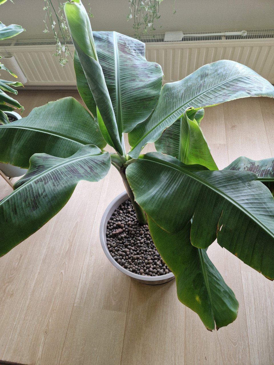 Bananenpalm