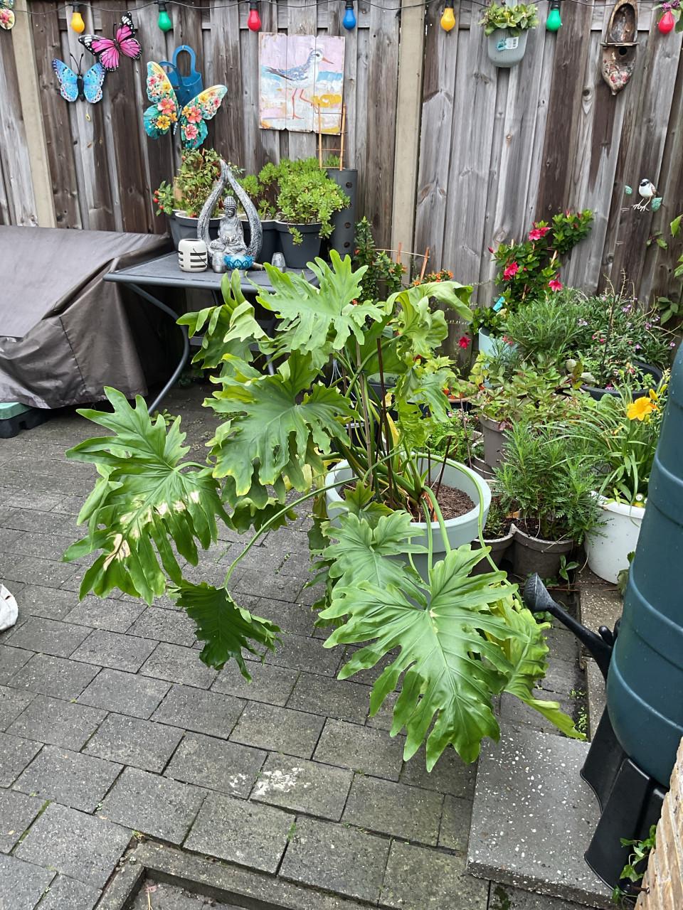 Grote kamerplant