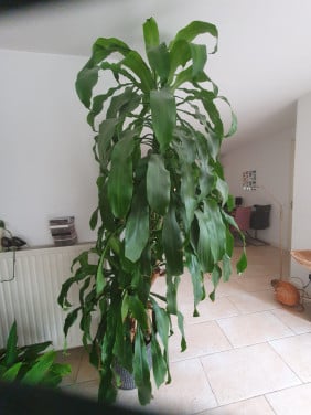 Te koop: Dracaena plant incl. sierpot – 3 meter hoog