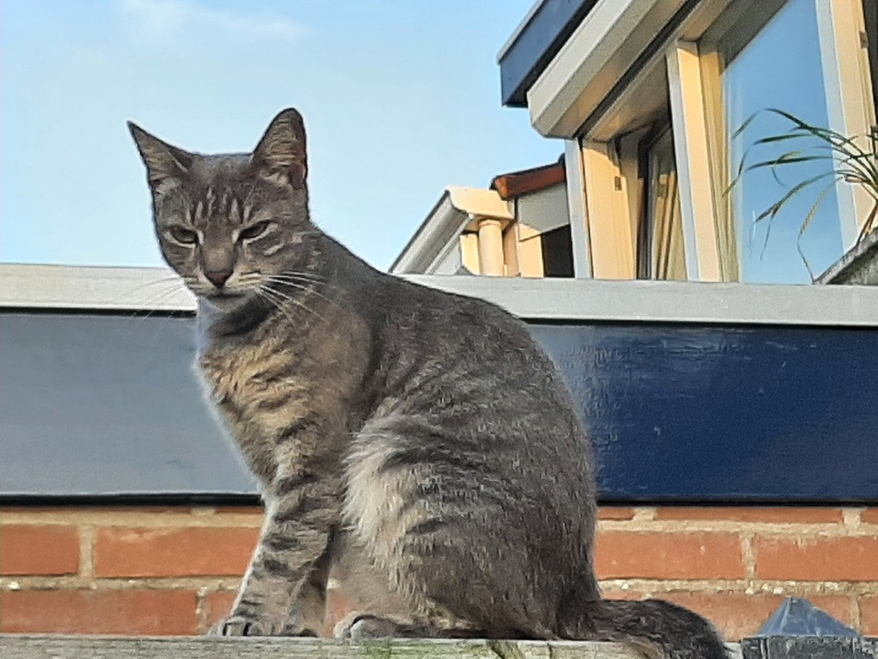 Lieve blauwe streep. Poes