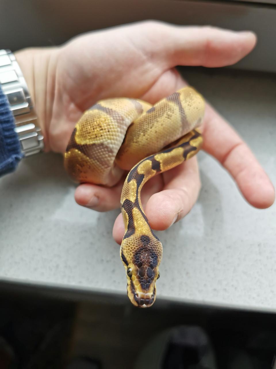 Koningspython 1.0 Super Enchi