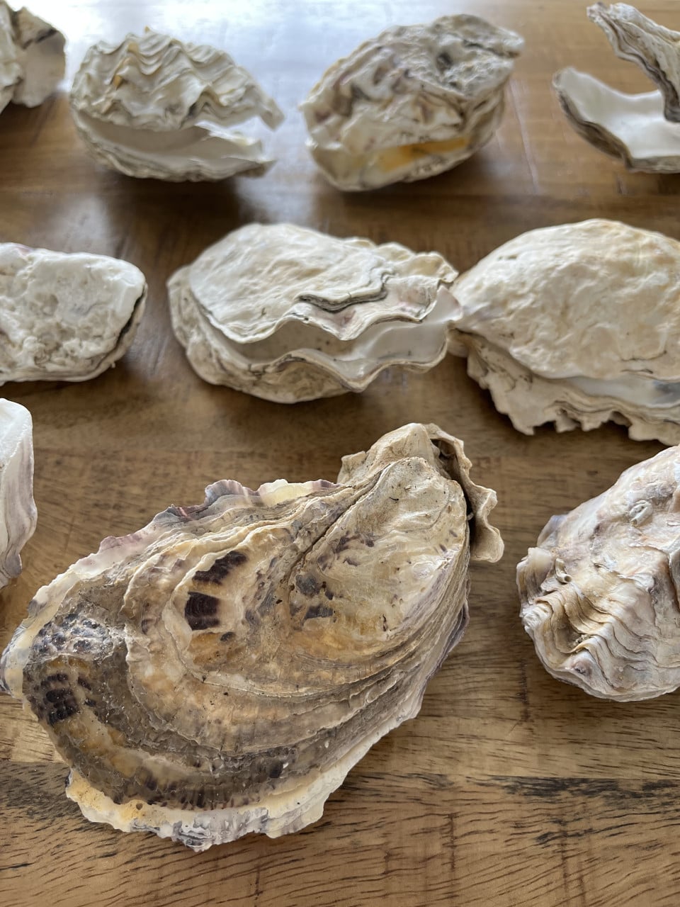Setjes oesterschelpen