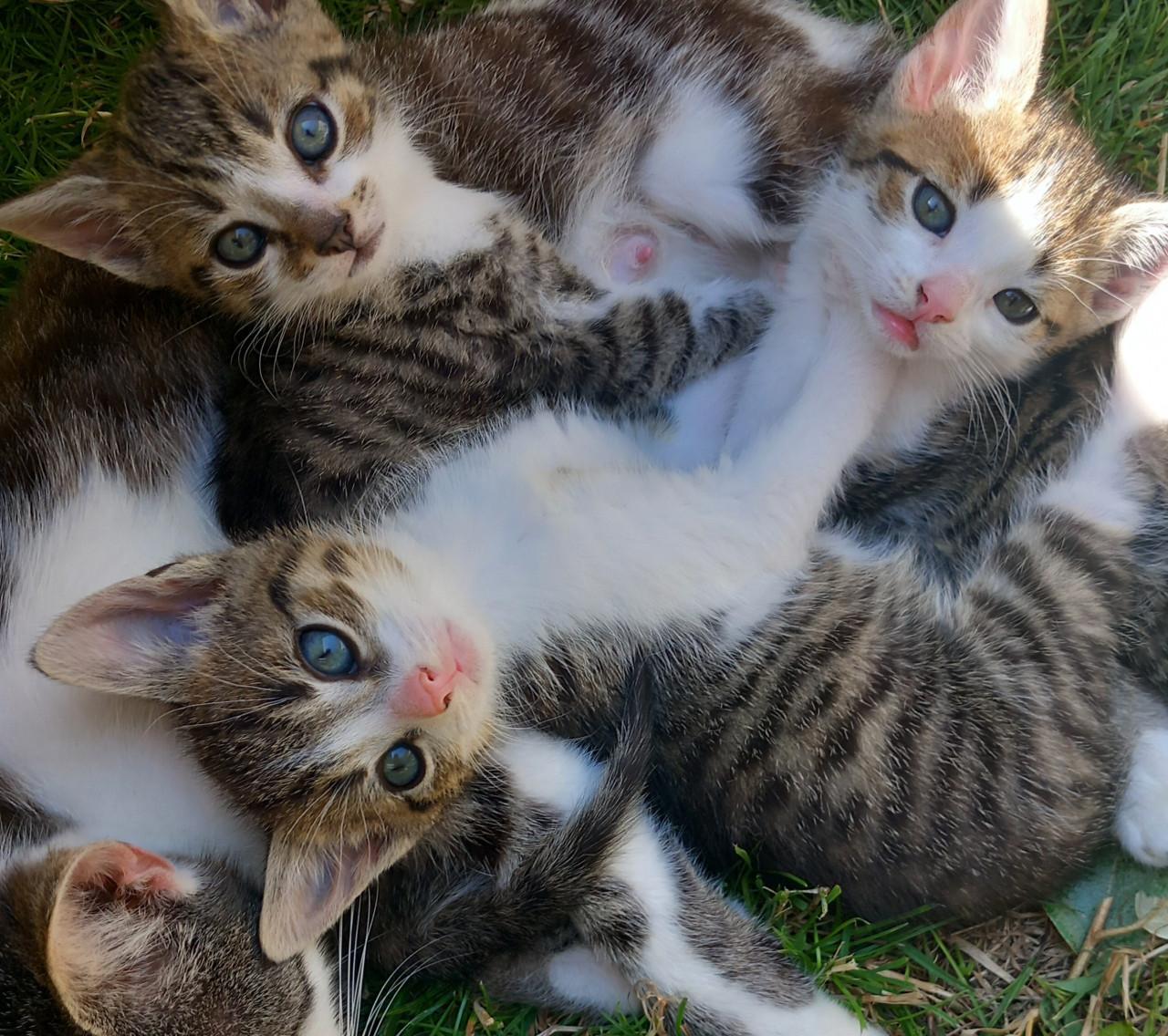 Prachtig nestje van 5 kittens