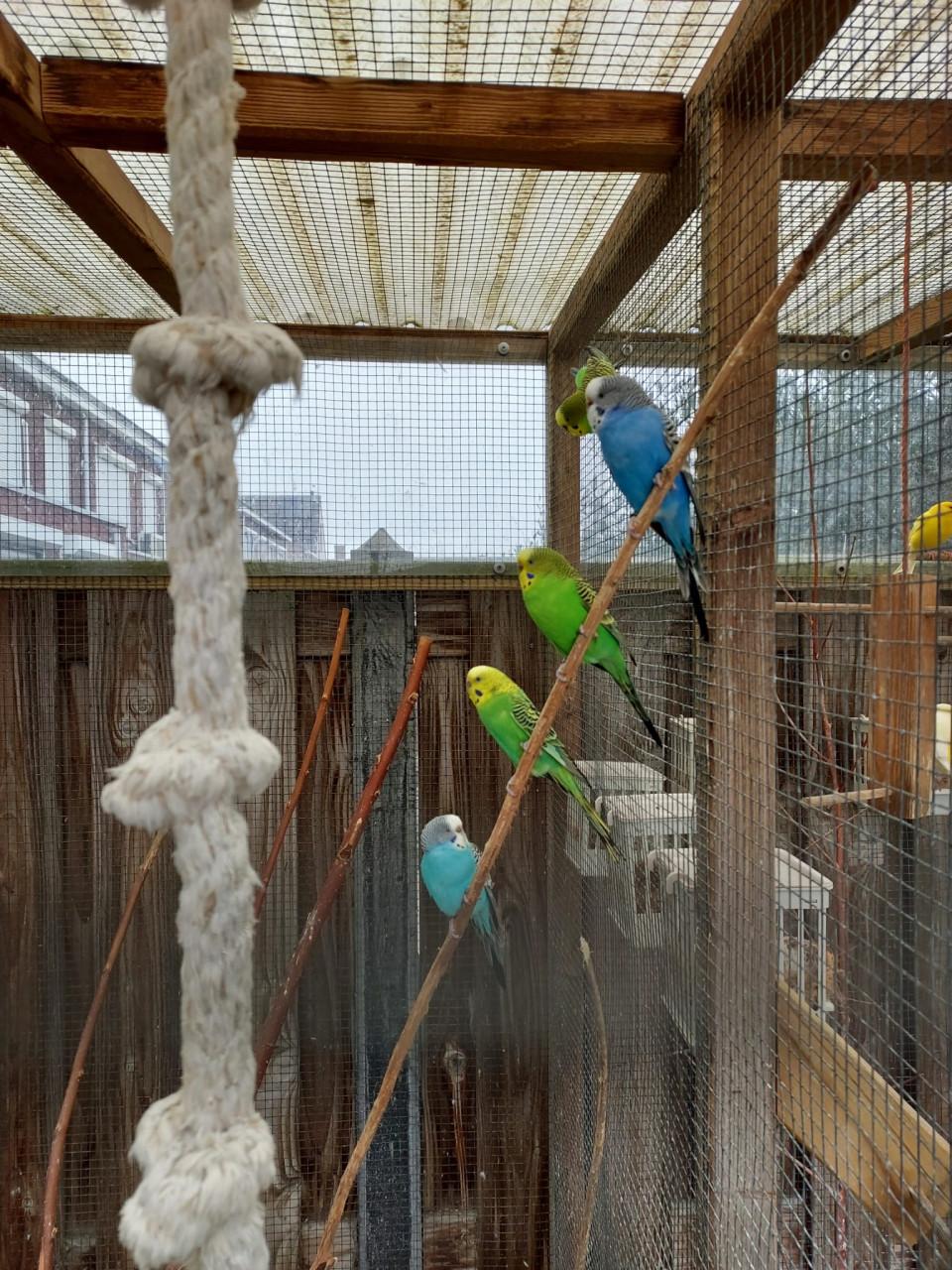 Blauwe grasparkieten uit buitenvolière