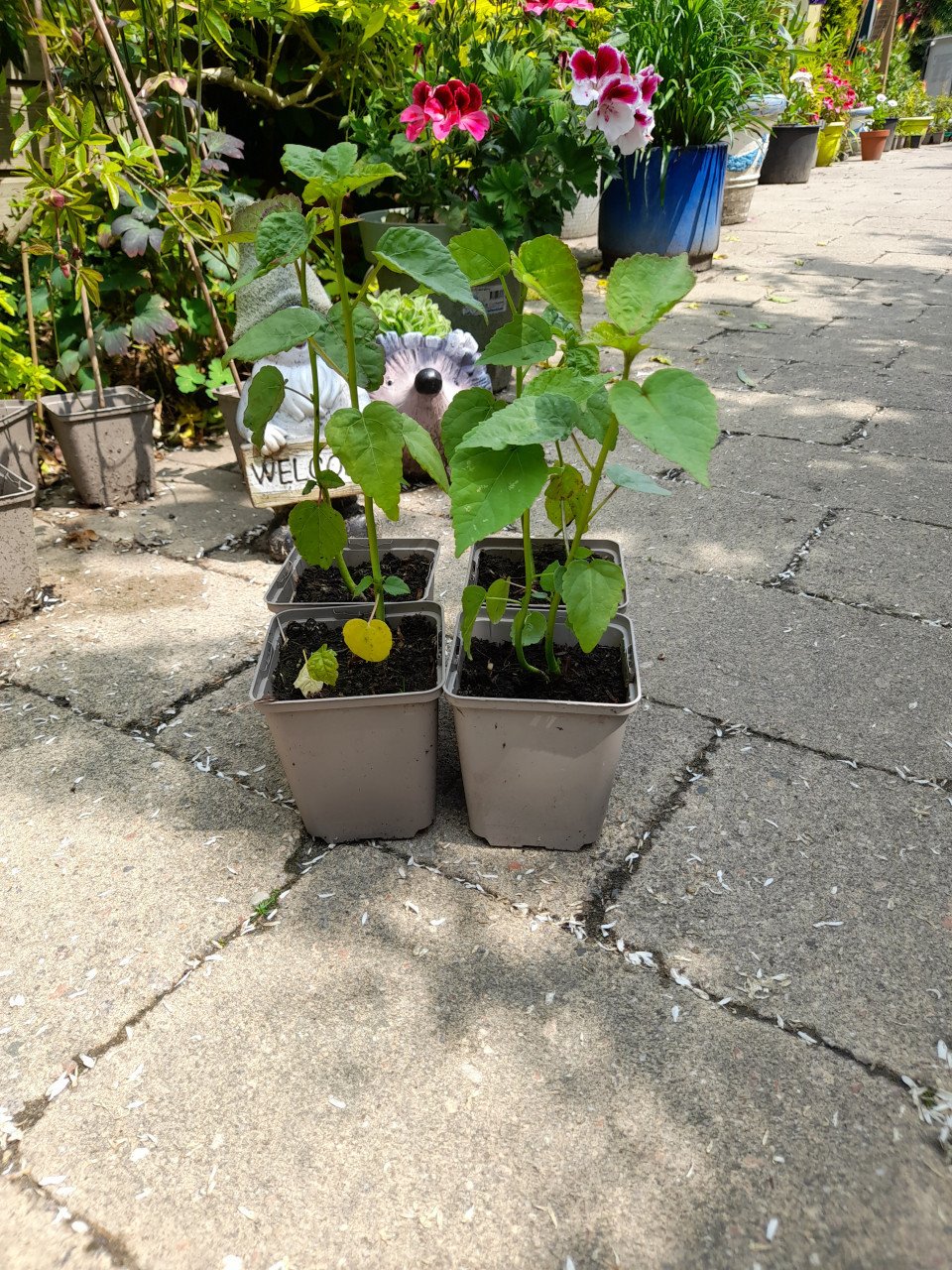 Hibiscus Moscheutos